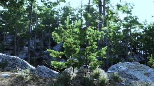 Dense Forest with Rocky Terrain and Lush Greenery During Bright Daylight