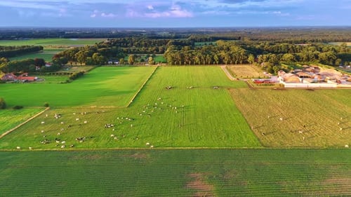 Aerial View of Cows Grazing on Lush Green Pasture