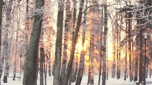 Golden hour sun rays shine through snow covered trees in winter park