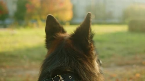 German Shepherd Dog Portrait in the Autumn Park Closeup Purebred Dog Pet Walking in Forest Outdoor