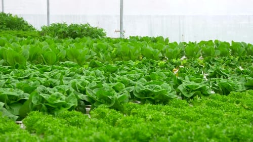 Green leafy Kale and Lettuce plants in an Hydroponic growing setting