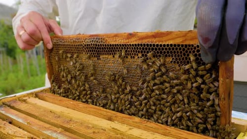 Beekeeper Removes Honeycomb Frames Filled with Busy Bees in Sunny Area