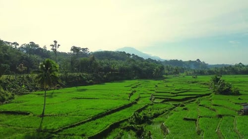 Wunderschöner Blick auf den Morgen, Indonesien, Panoramalandschaft, Reisfelder mit Schönheit, Farbe und natürlichem Himmel.