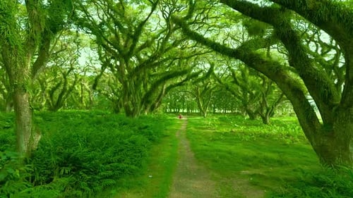 Couple Standing a Magic Fabulous Rainforest in De Djawatan Forest at Banyuwangi East Java Indonesia