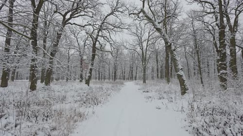 A beautiful walk through the winter forest. Trees, branches and bushes in the snow. Snow everywhere