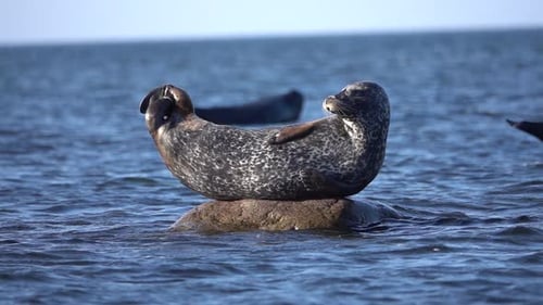 Harbour Seals on rocks in the sea, 2022