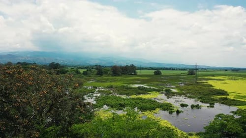 Huge swamp near the mountains of Colombia-Green wildlife-4K Aerial shot