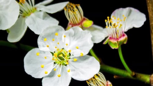 Blossom Flowers