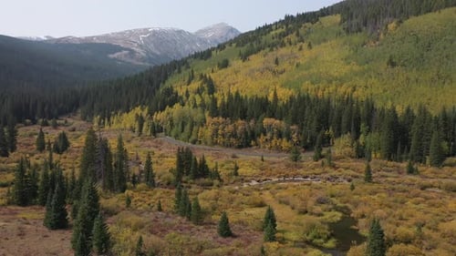 Green Yellow Fall Landscape in Colorado USA Pines and Aspens by Countryside Road Drone Aerial View