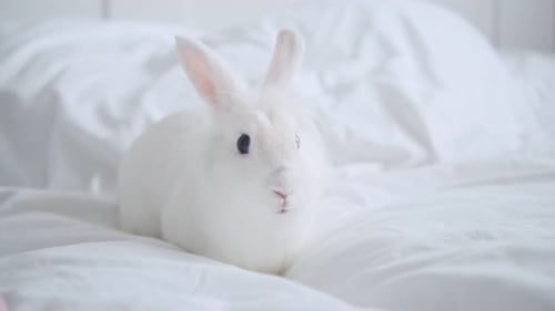Cute White Rabbit Sitting on Bed