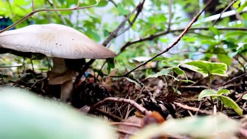 Forest floor with mushrooms, covered with ivy