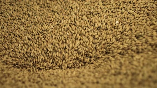 Pouring Grain Seeds Close Up View
