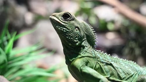 Close up of majestic Chinese water dragon in green color enjoying sunlight