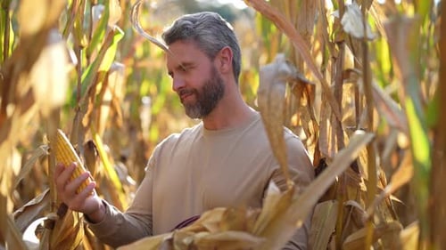 Man Examining Corn in a Cornfield
