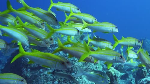 An impressive school of Yellowtail snapper fish gets mixed up with another school of fish while gent