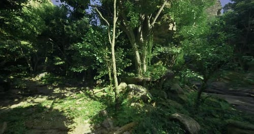 Lush Green Forest with Sunlight Filtering Through Trees and Foliage