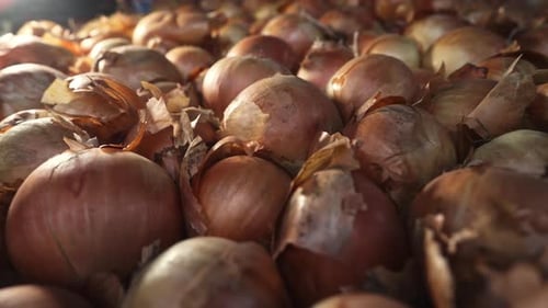 Edible White Onions Rich Bulbs Harvest Background Harvesting Organic Produce in Vegetable Garden