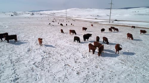 Vue aérienne de nombreuses vaches paissant dans un champ enneigé Les vaches cherchent de la nourriture sous la neige