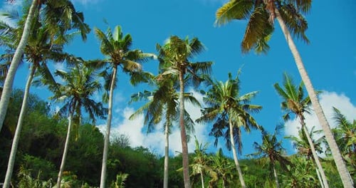 Tall Coconut Palm Trees and Blue Sky at the Beach During Warm Sunny Summer Day