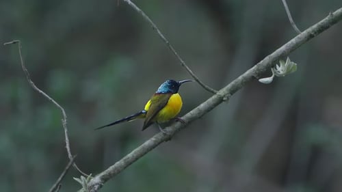Birds of Nepal