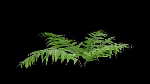 Fern plant gently swaying in a warm summer breeze with natural