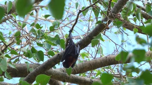 Little red flying-fox (pteropus scapulatus) hanging upside down from a tree branch amidst lush green