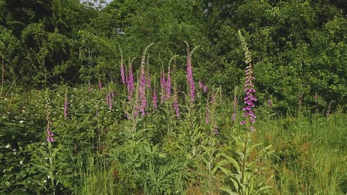 Large group of Foxgloves, Digitalis purpurea. Spring. UK