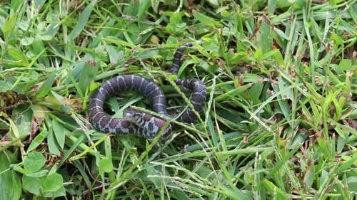 Slow motion static view of a small snake in grass striking towards the camera