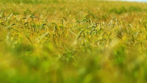 Weizenfeld/Sommerweizenfeld-Hintergrund: Schwanken im Wind/Weizenähre im Feld/Gerstenfeld