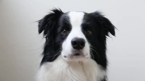 Funny Studio Portrait of Cute Smiling Puppy Dog Border Collie Isolated on White Background