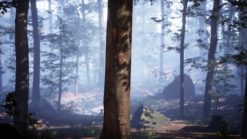 Panoramic View of the Majestic Evergreen Forest in a Morning Fog