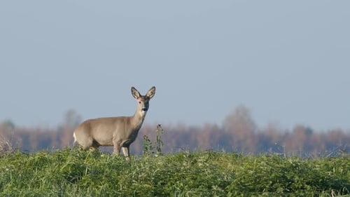 Common wild roe deer perfect closeup on meadow pasture autumn golden hour light