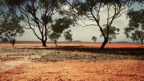 Dry Arid Landscape with Scattered Trees and Moving Camera