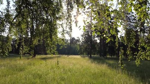 Movement Through Branches Birch Tree with Green Leaves on Sunny Summer Morning