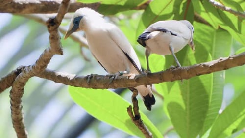 Pair of Bali Mynas (Leucopsar rothschildi) perched on tropical tree branch in sunlight