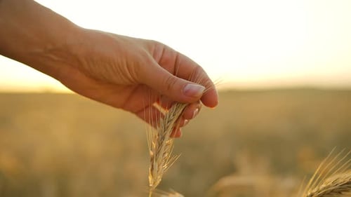 Hand Gently Touching Wheat in Golden Field
