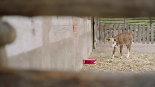 A young calf standing near a barn on a farm