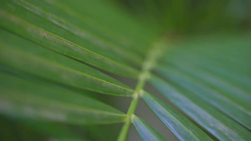 Closeup Greenery Background Shot Of Green Tropical Fern Leaves Moving Slowly In The Breeze. 4K HD.