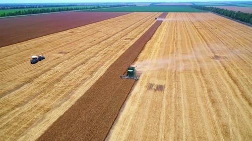 Aerial Wide View of Farm Machine Harvesting Ripe Crops in the Golden Field in Gathering Season