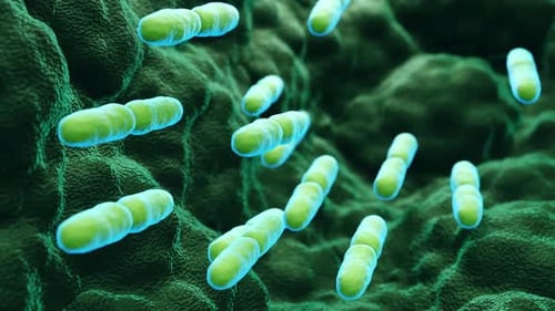 Microbiome, gut bacteria