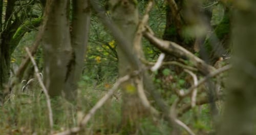 ounded Fallow Deer with Big Antlers Walking Through the Woods, Panning Camera Follows