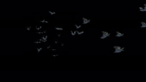 Flock of Birds Flying Across Frame with Alpha Channel