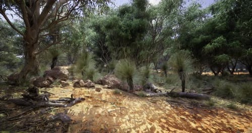 Walking Through Australian Bush Forest 3D Animation