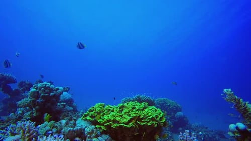 Vibrant Coral Reef and Fish Underwater