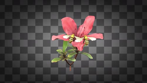 Two Bee Flying on Rhododendron Azalea Flower Plant Alpha Channels 2