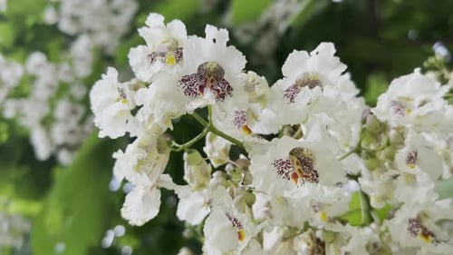 Beautiful Catalpa Tree Flowers Blooming During the Springtime