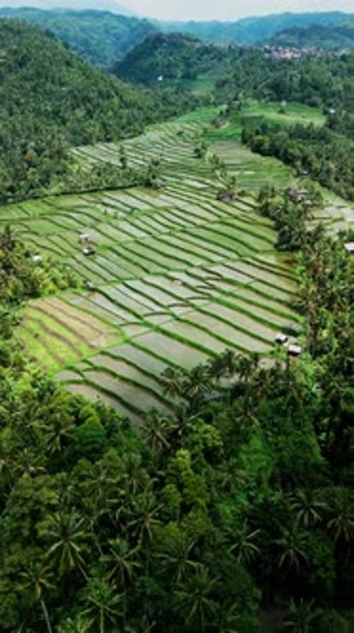 Vertical drone view of lush Bali rice fields farmland and palm trees on a bright sunny day