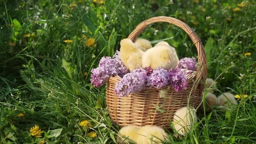 Traditionelles Ostervogel, Frühlingsfest, kleine Hühner im Weidenkorb