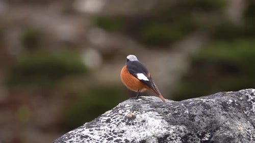 Male white-capped water redstart takes off
