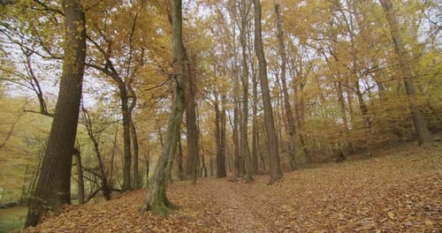 Walking in a young forest during autumn